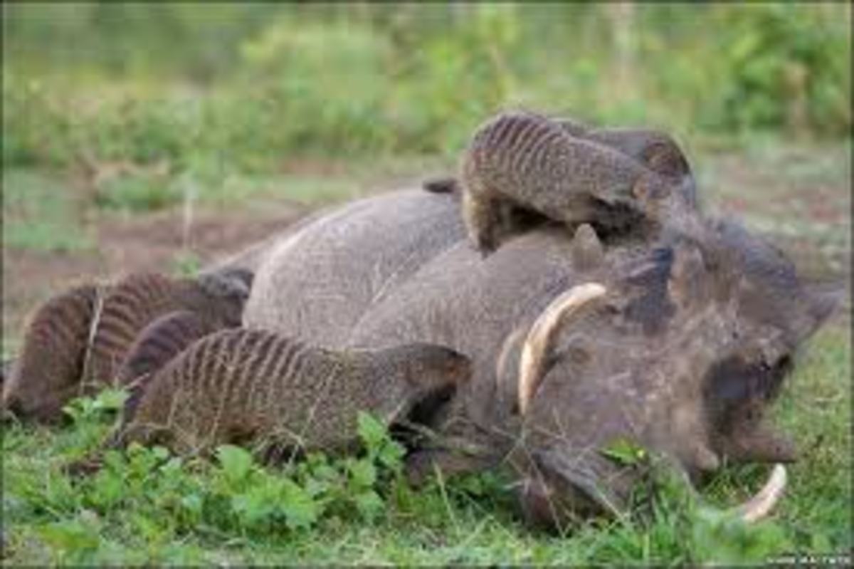 weird-animals-banded-mongoose-and-warthog