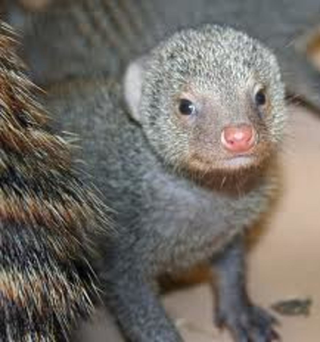 weird-animals-banded-mongoose-and-warthog