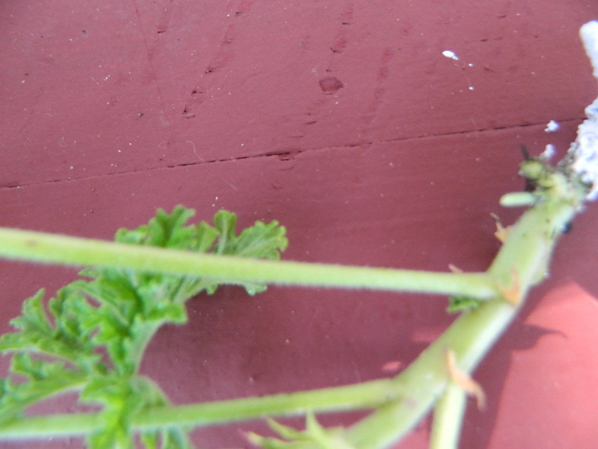 growing-citrosa-geraniuma-mosquito-repellent-plant