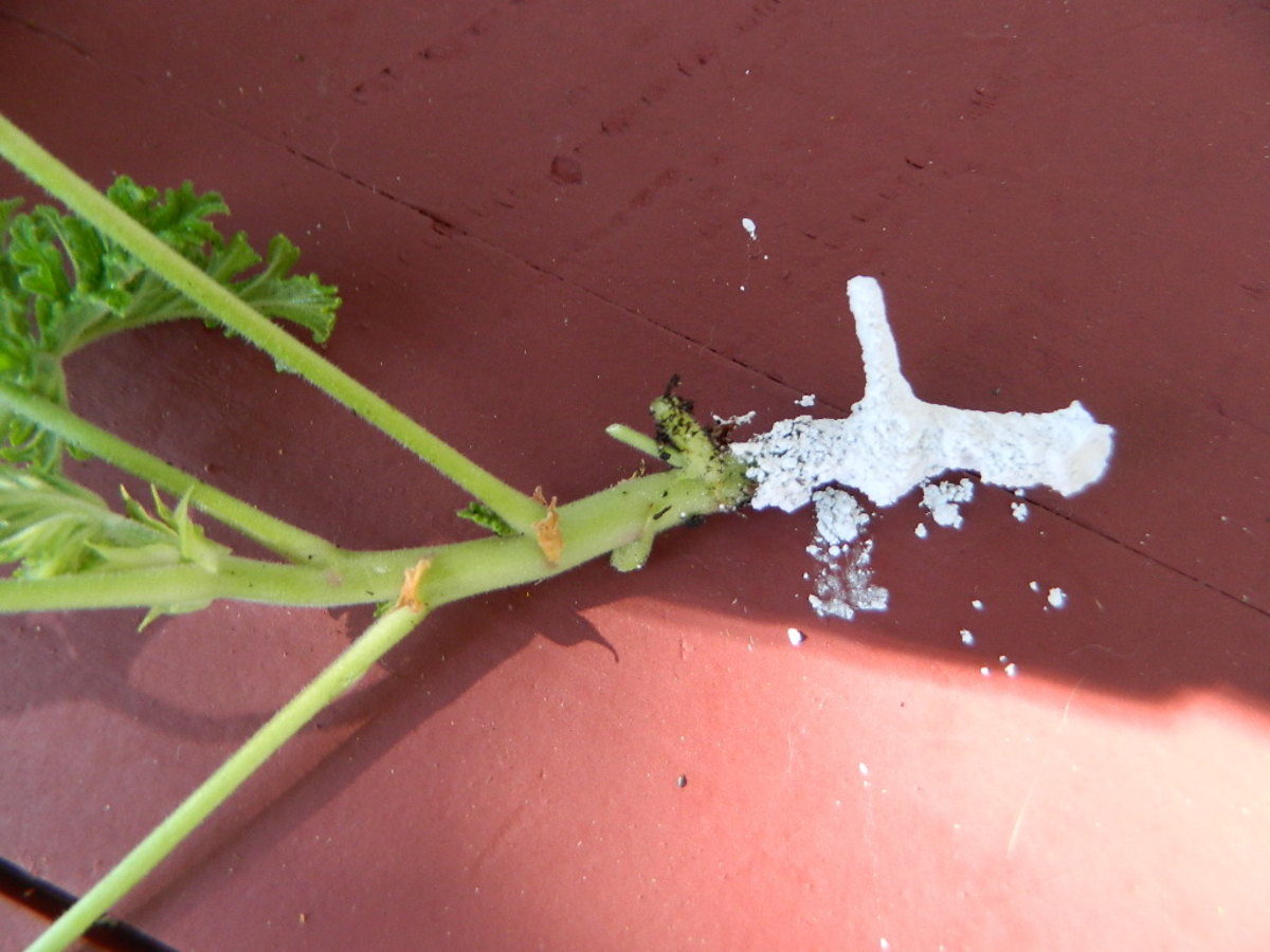 growing-citrosa-geraniuma-mosquito-repellent-plant