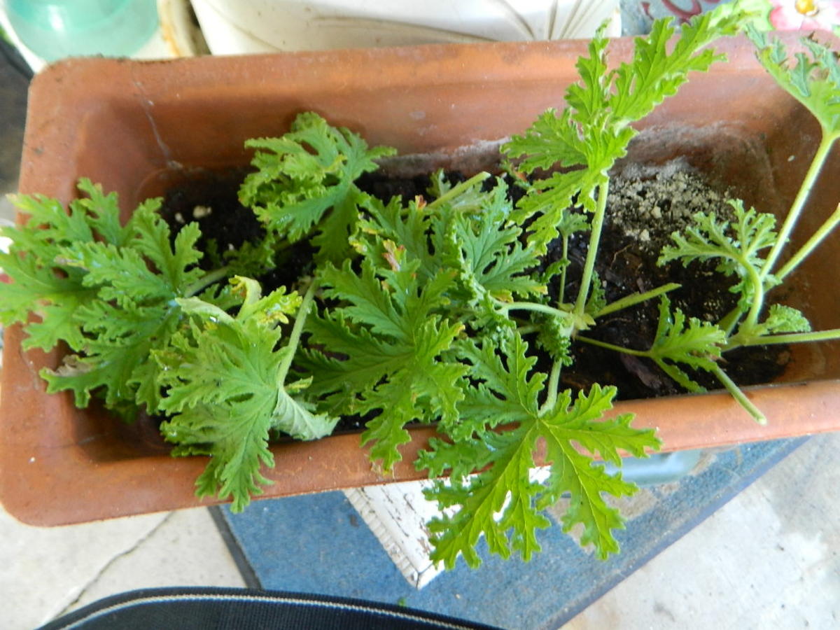 ferm living plant box alternative Two-Tier Plant Box