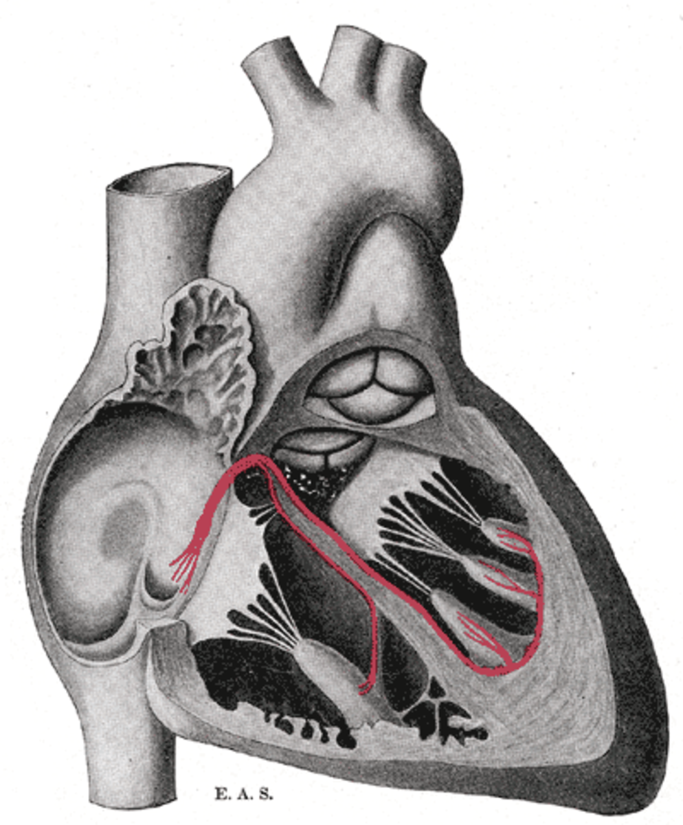 multiple-choice-questions-on-the-anatomy-of-heart