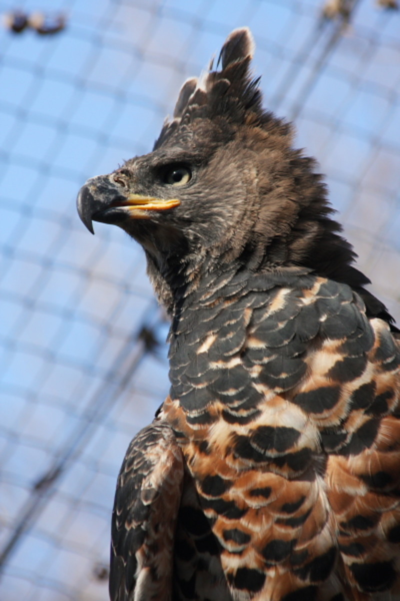 The African Crowned Eagle