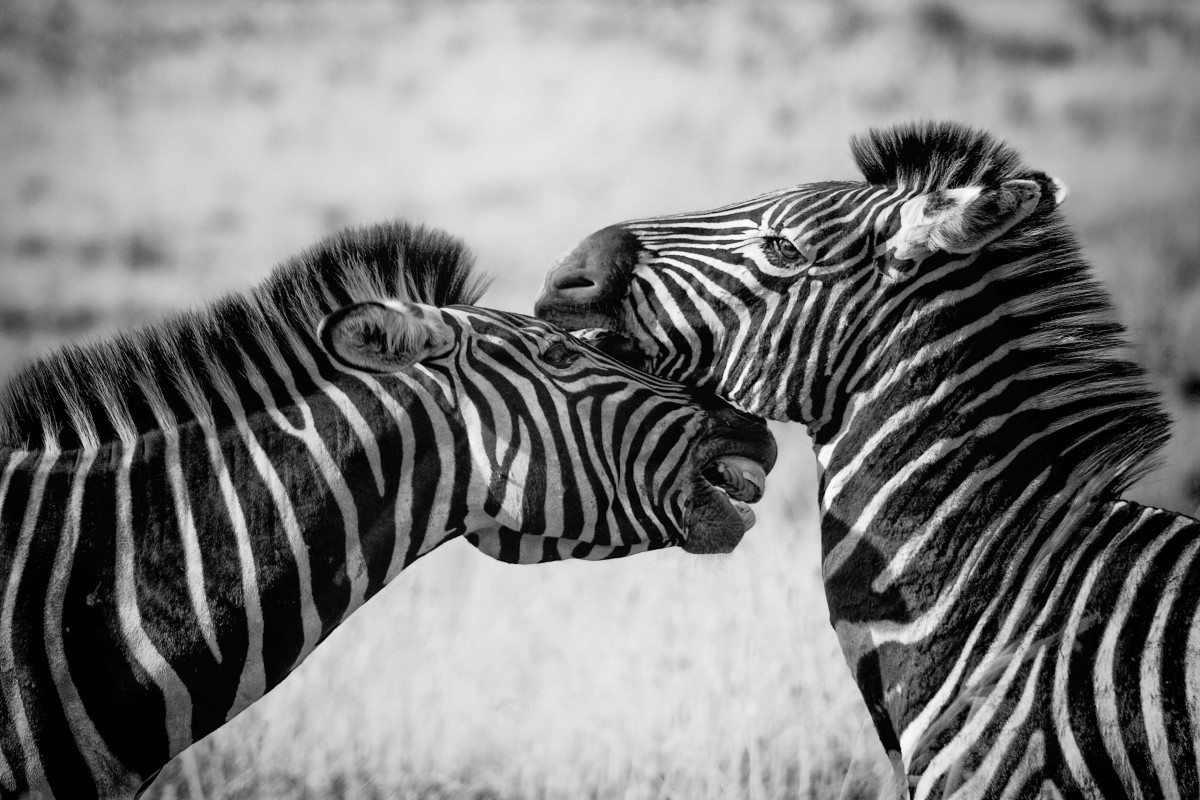 best-zebra-gifts