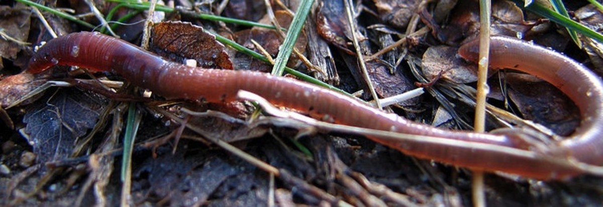 Earthworms: Fun activities to help kids learn about worms