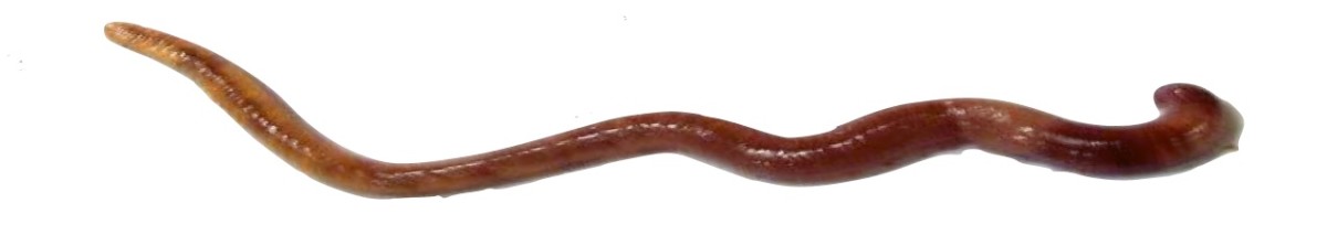 earthworms-fun-activities-to-help-kids-learn-about-worms