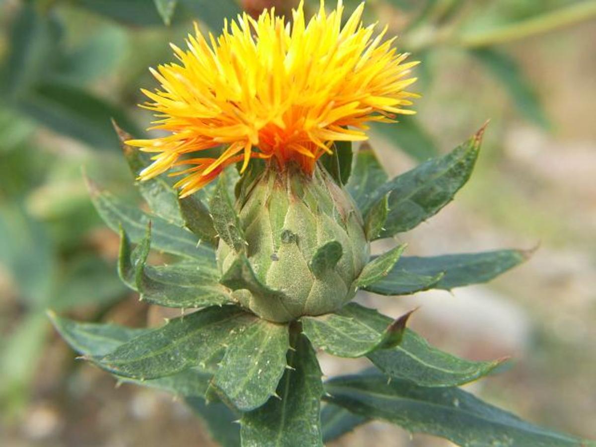 Carthamus tinctorius flower