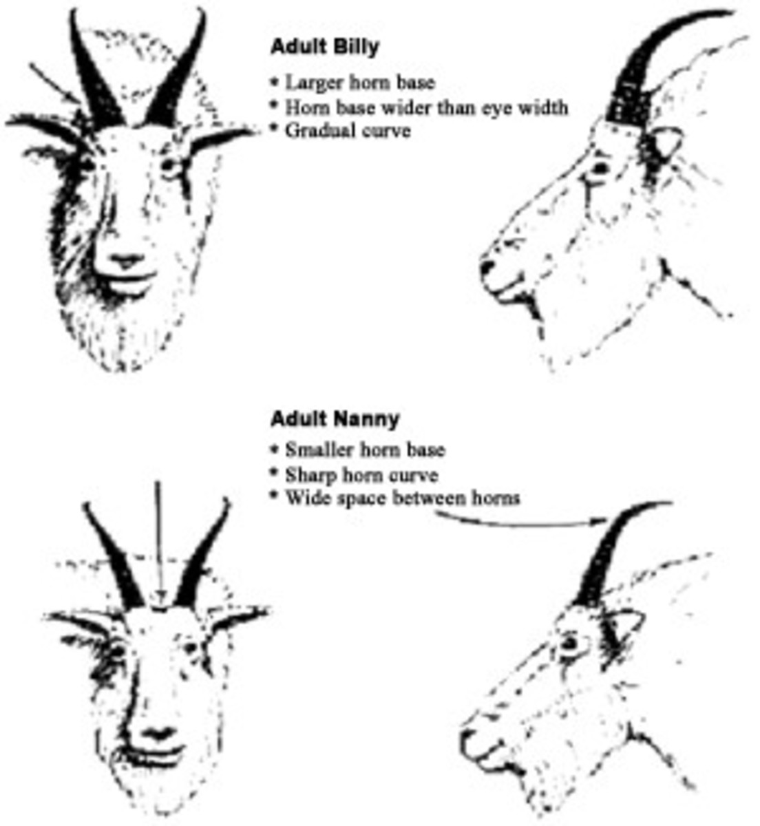 wild-sheep-and-goats-a-look-at-bighorns-and-mountain-goats