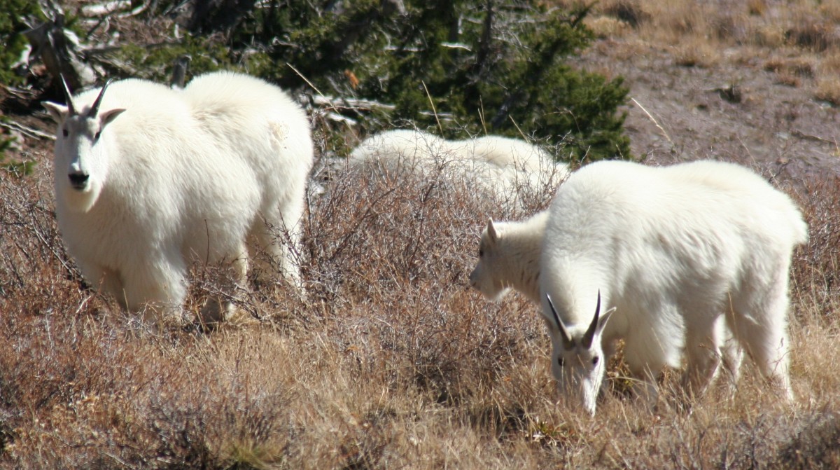 Utah's wild sheep and goats: A look at bighorns and mountain goats ...