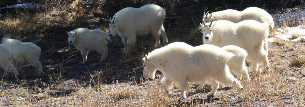 wild-sheep-and-goats-a-look-at-bighorns-and-mountain-goats