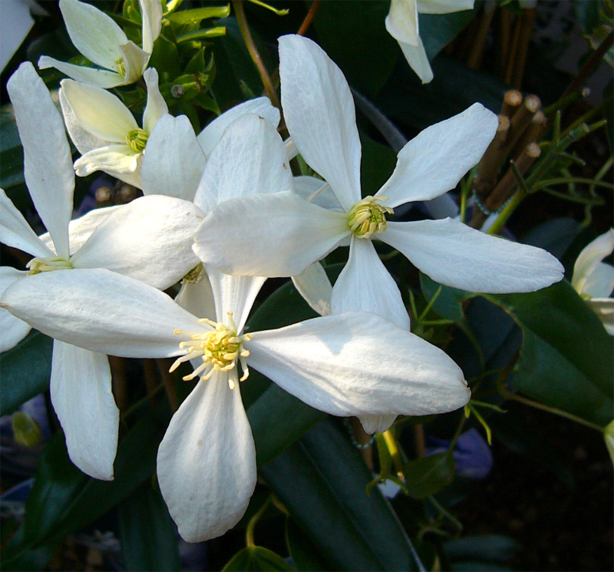 Spring Flowering Clematis