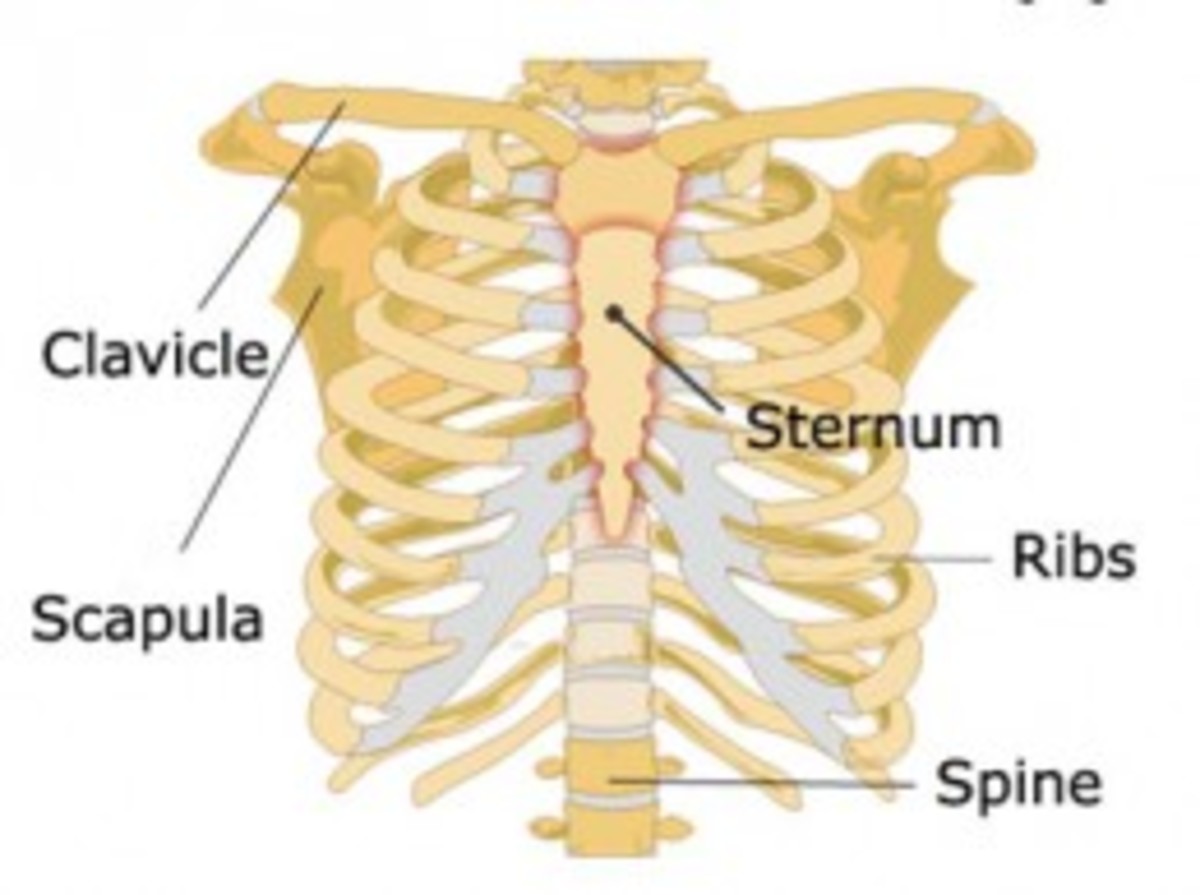 Bones of the upper body
