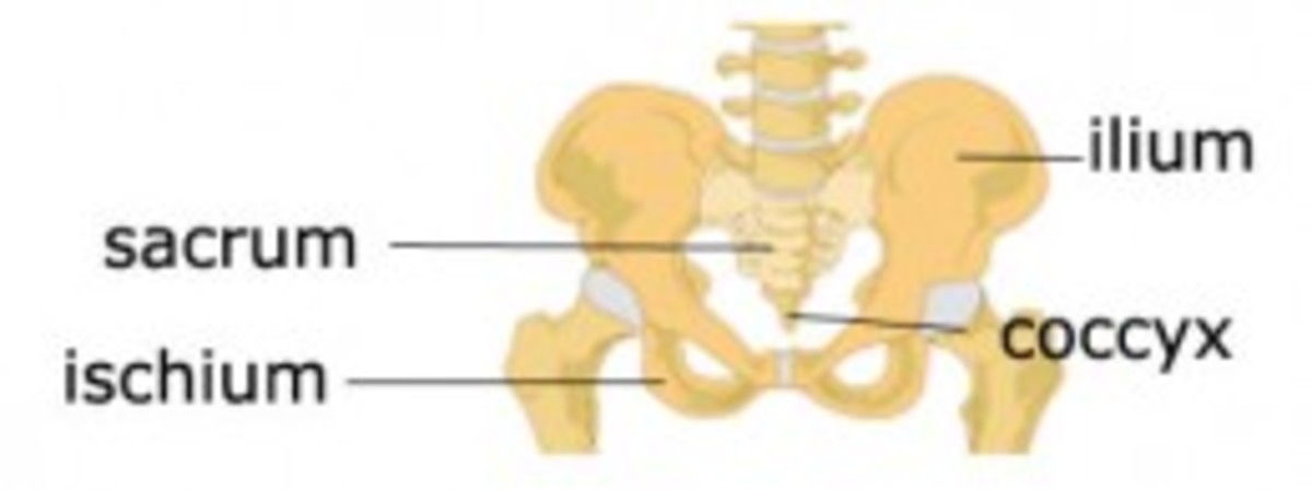 Pelvic bones
