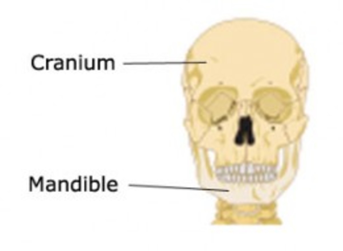 Bones of the head