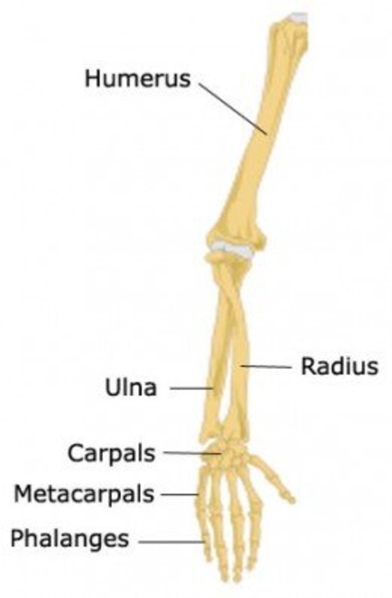 Hand and arm bones