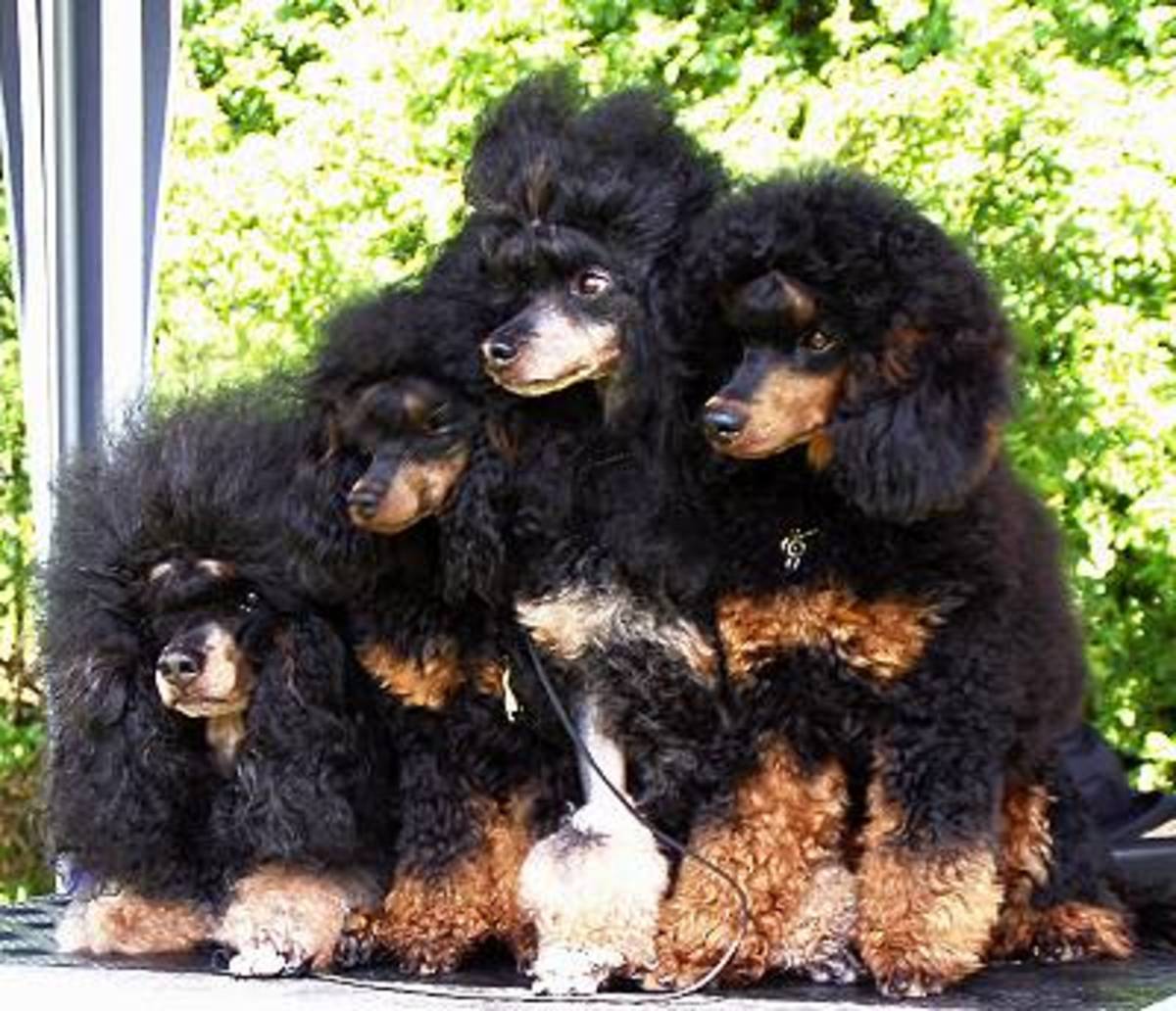 an-owners-guide-to-poodles