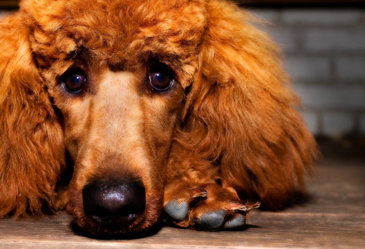 An Owner's Guide to Poodles