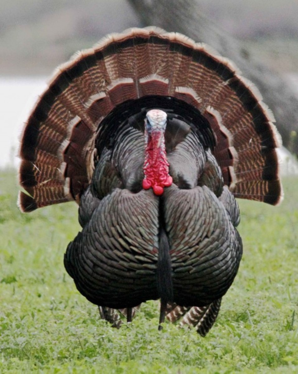 Black Winged Bronze Turkey Gobbler Photo