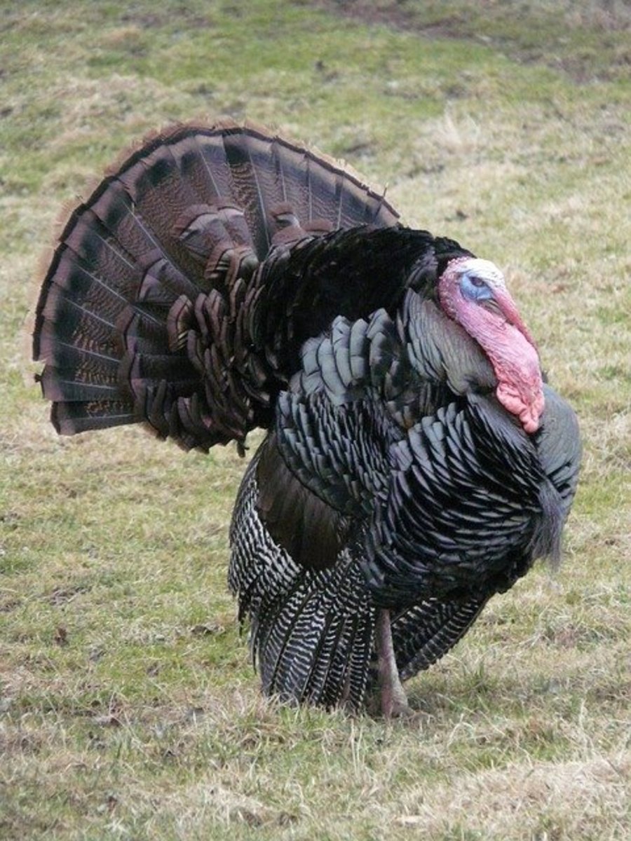 Black Spanish Turkey Gobbler Photo