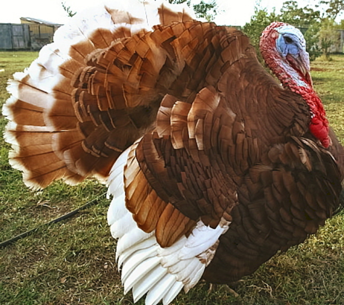 Bourbon Red Turkey Photo