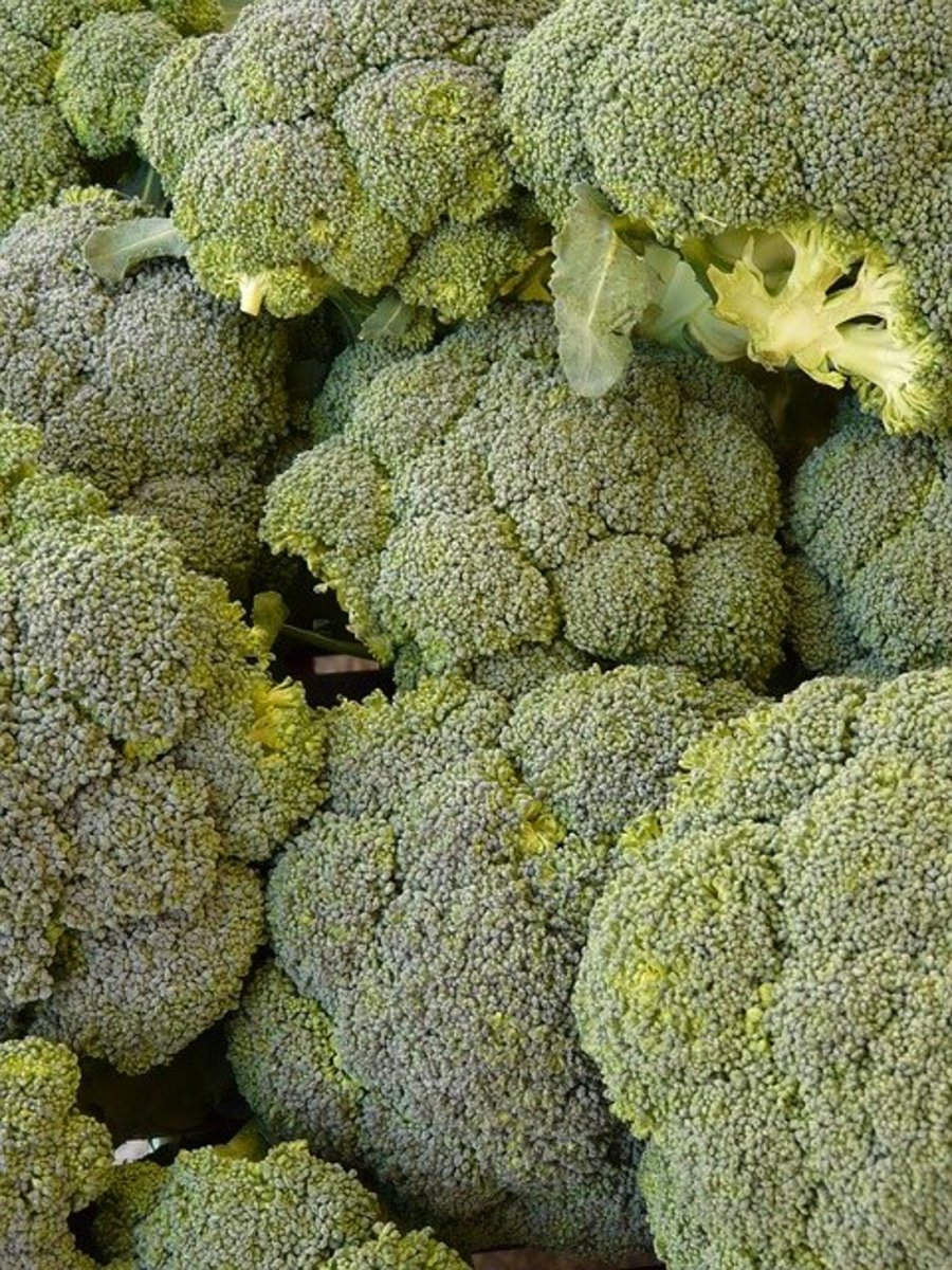 Heads of broccoli
