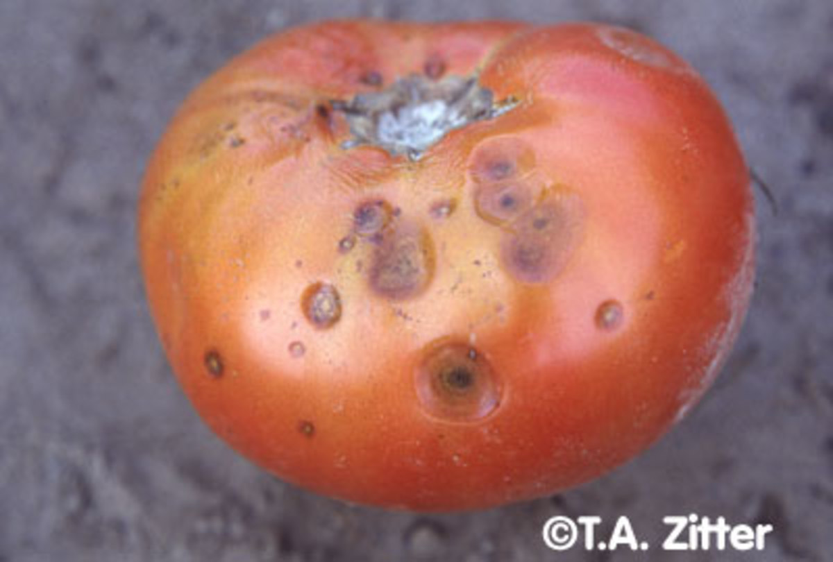 Антракноз помидоров фото
