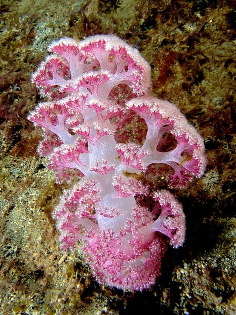 Pink soft coral (Dendronephthya sp)