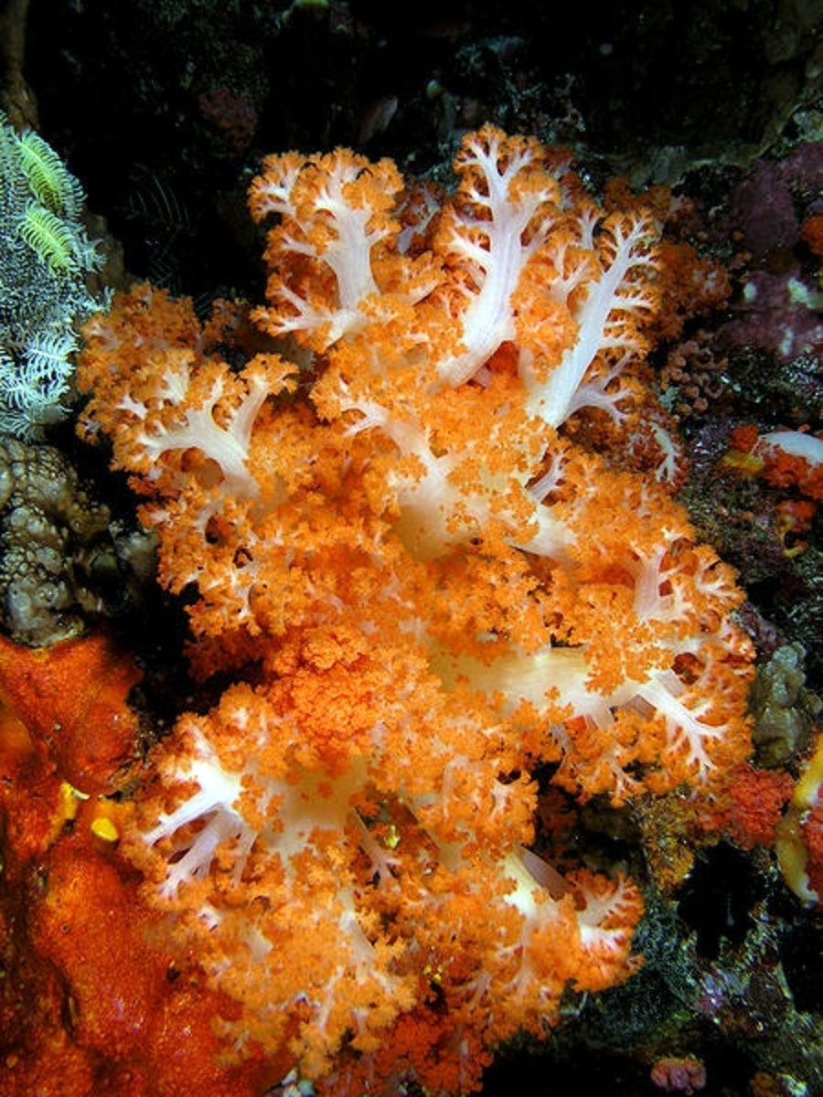 Soft coral Komodo