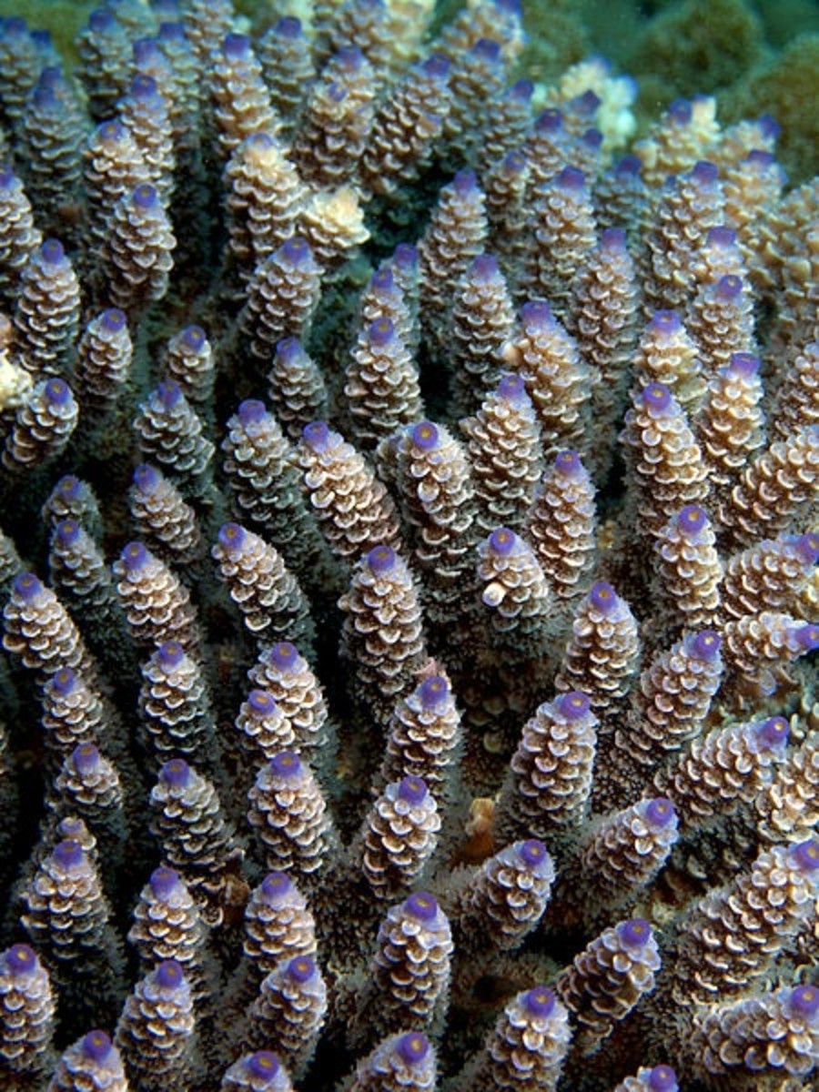 Hard coral (acropora secale)