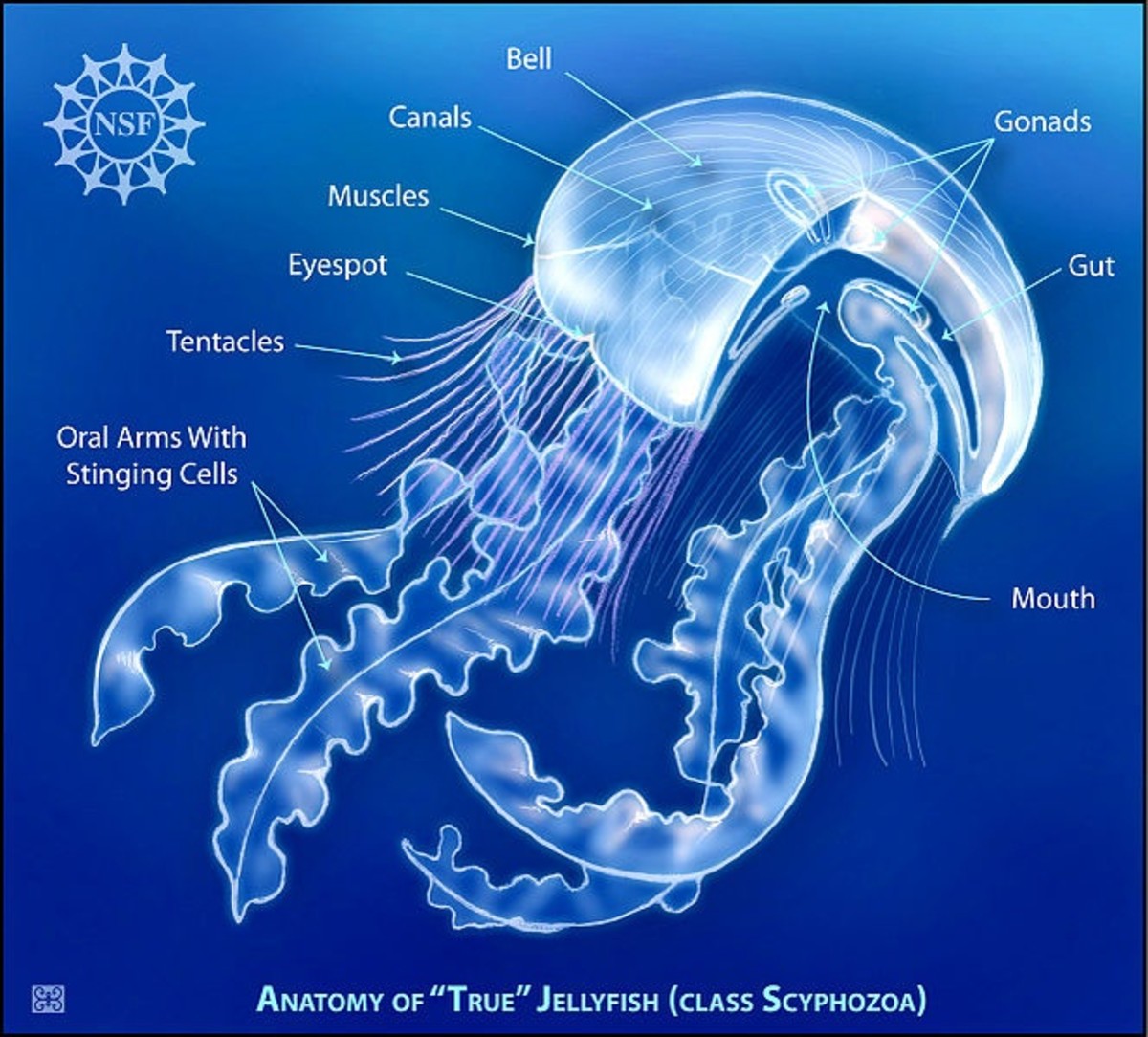Anatomy of true jellyfish (class Scyphozoa)