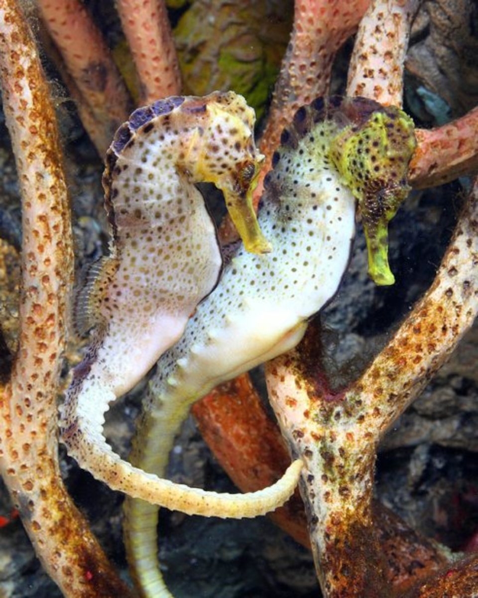 pair of sea horses with tails intertwined