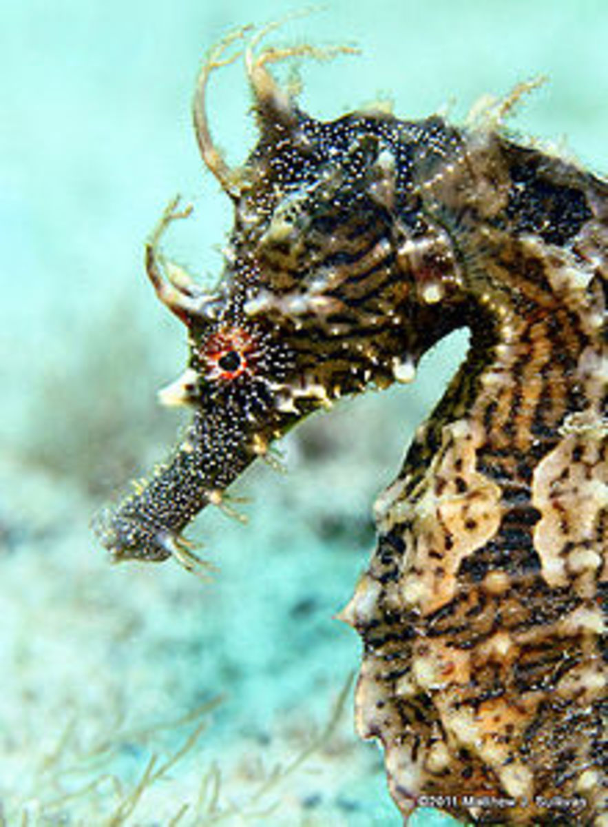 Lined Sea Horse or Spotted Sea Horse - Type of Sea Horse