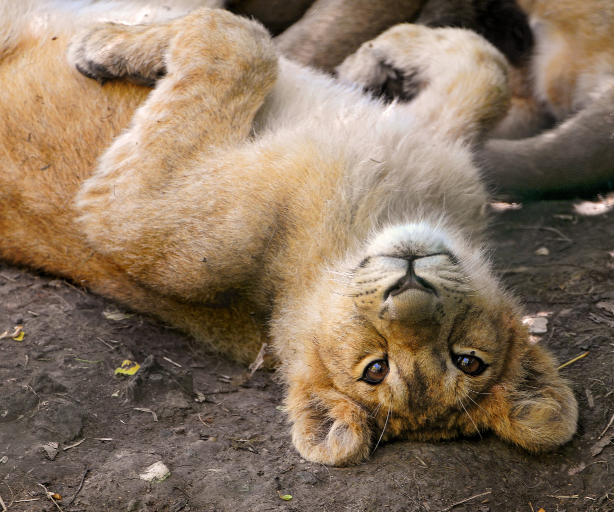 Six and a half month old lion cub at the Zürich Zoo