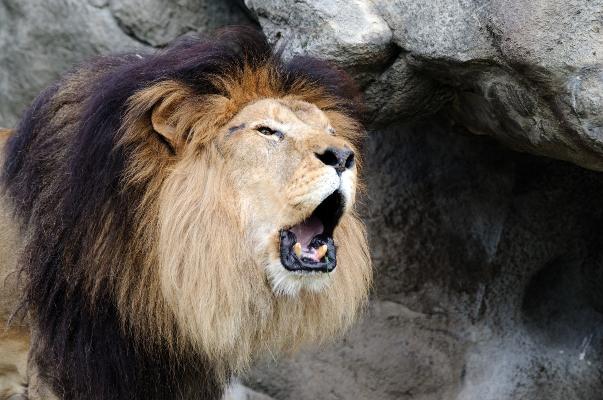 Closeup of a lion roaring at the Franklin Park Zoo in Boston