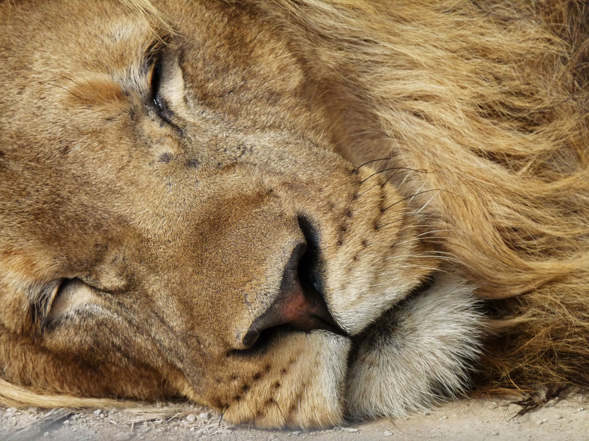 Lion sleeping at Exotic Animals Park, Dvorec u Borovan, Czech Republic