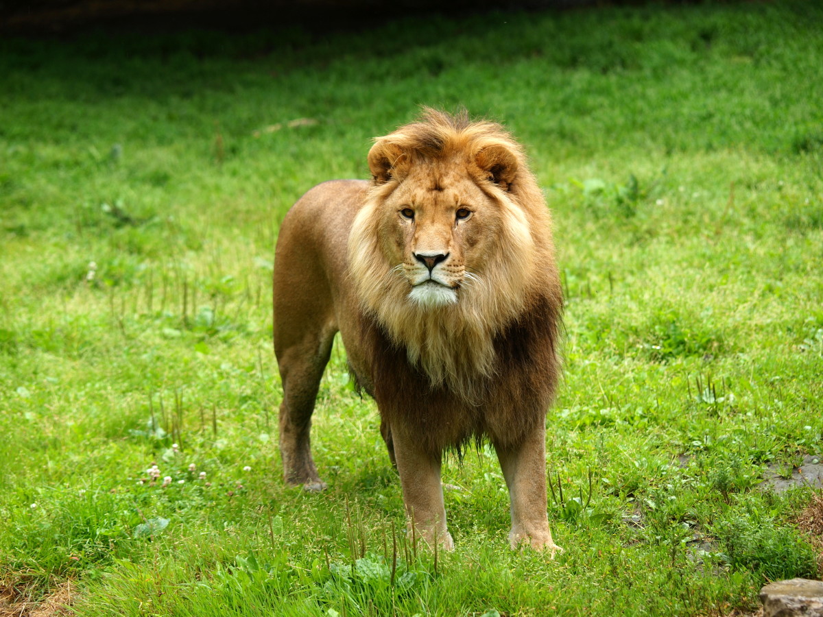 Standing lion