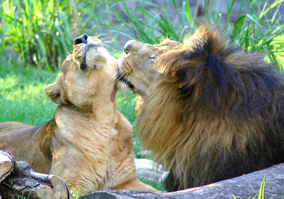 Male and female lions grooming each other