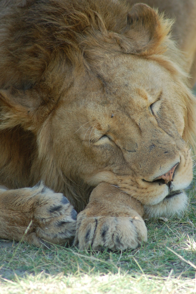 Lion sleeping at Ngorongoro Crater, Tanzania