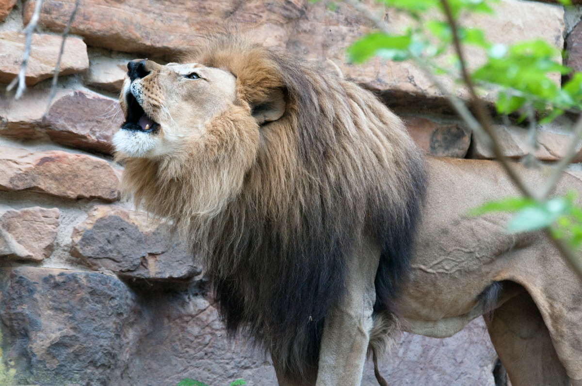 Lion roaring at the Fort Worth Zoo