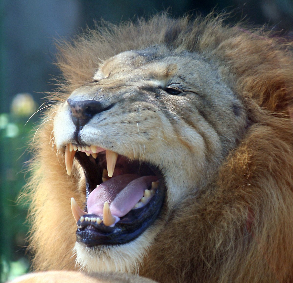 Closeup of a lion roaring at the Houston Zoo