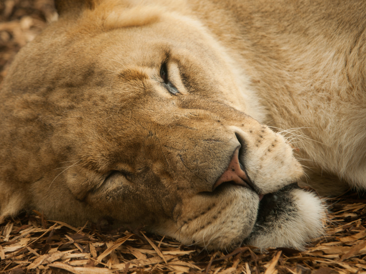 Lioness sleeping at Whipsnade Zoo in England