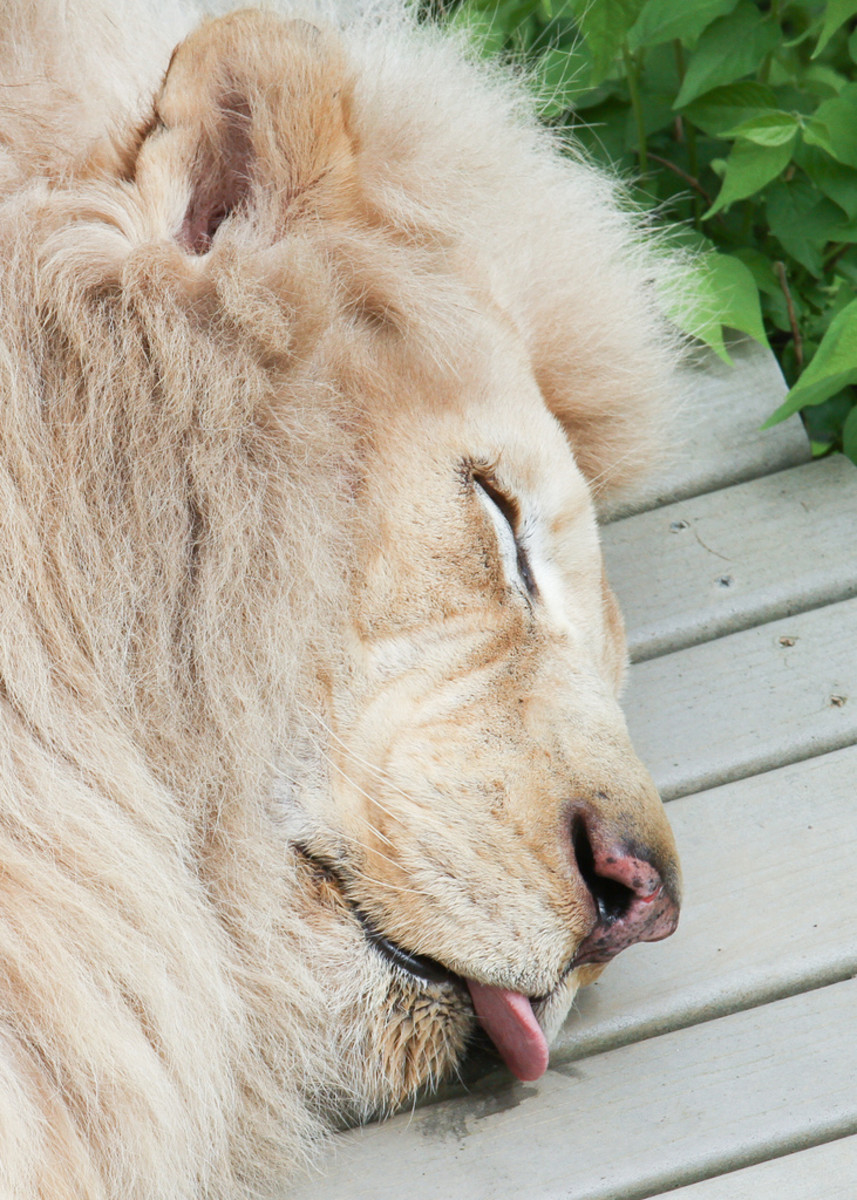 White lion sleeping at the Cincinnati Zoo in Ohio