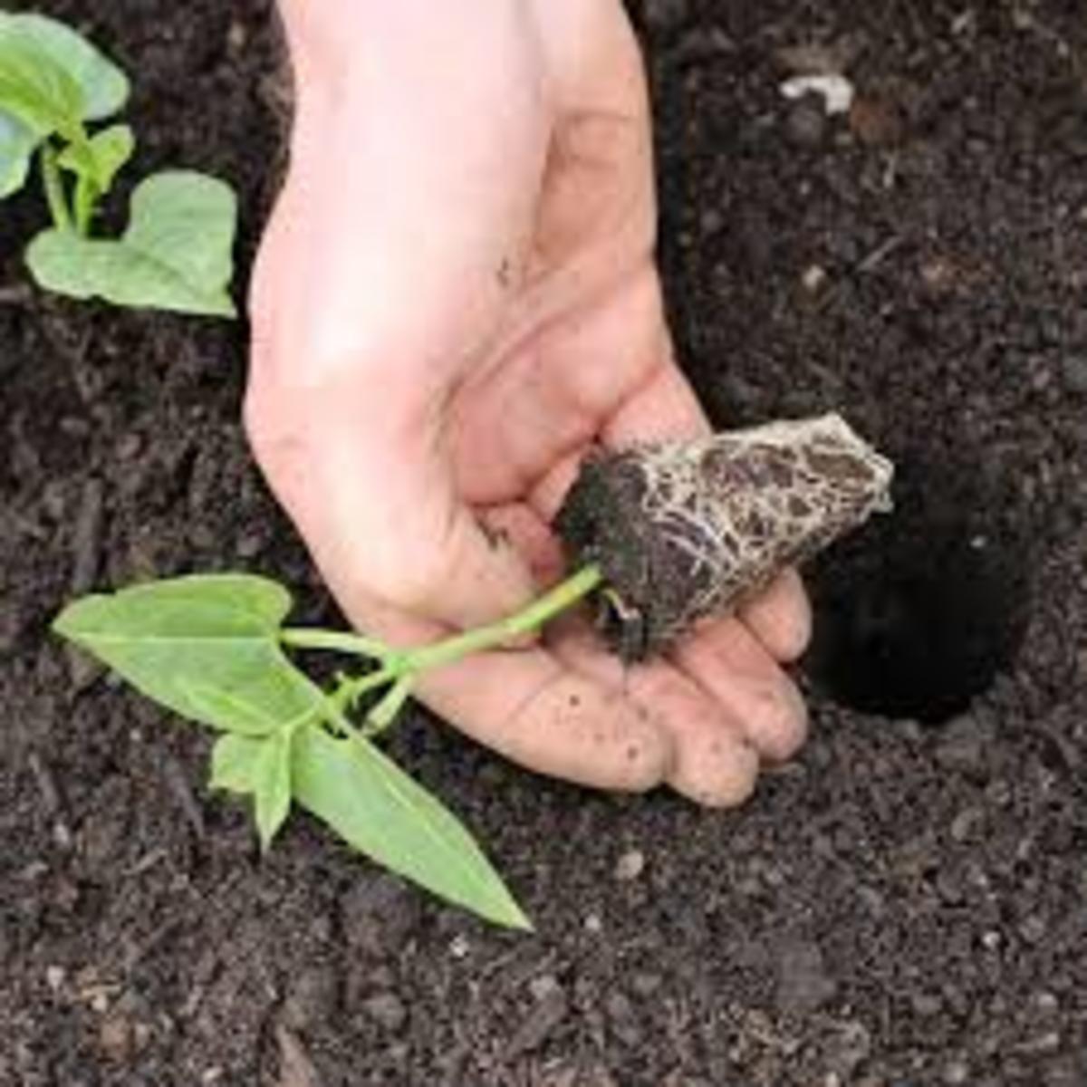 the-idiots-guide-how-to-grow-french-beans-from-seed-in-the-kitchen-or-greenhouse