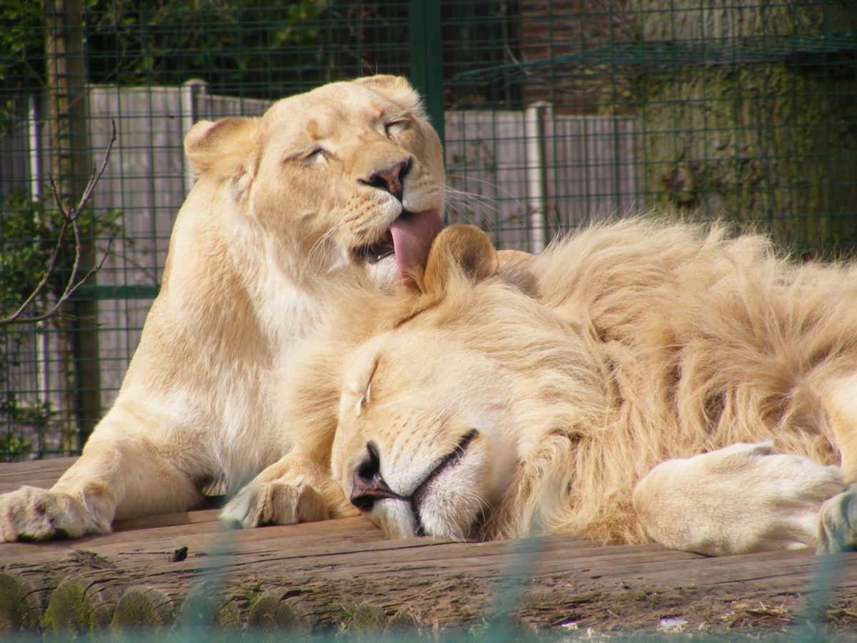 A white lion and lioness at Paradise Wildlife Park in Broxbourne, England