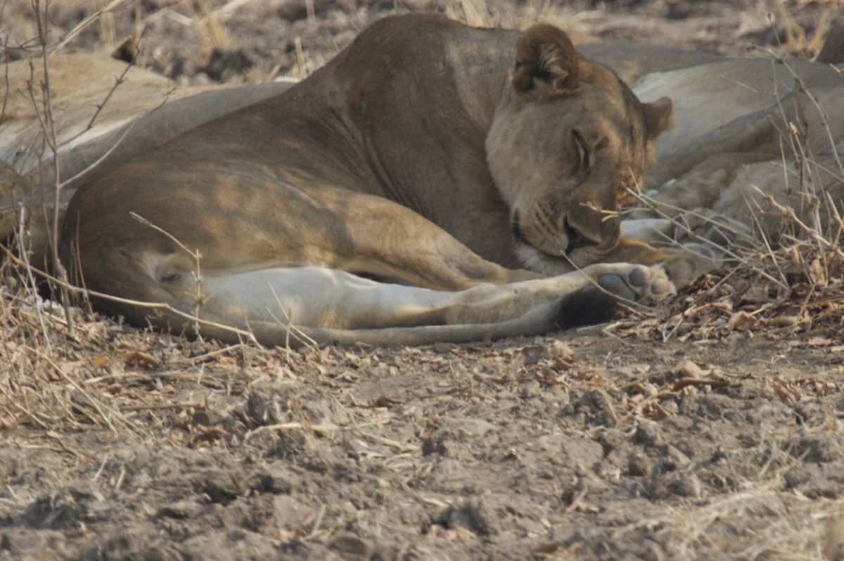 Lioness in Zambia