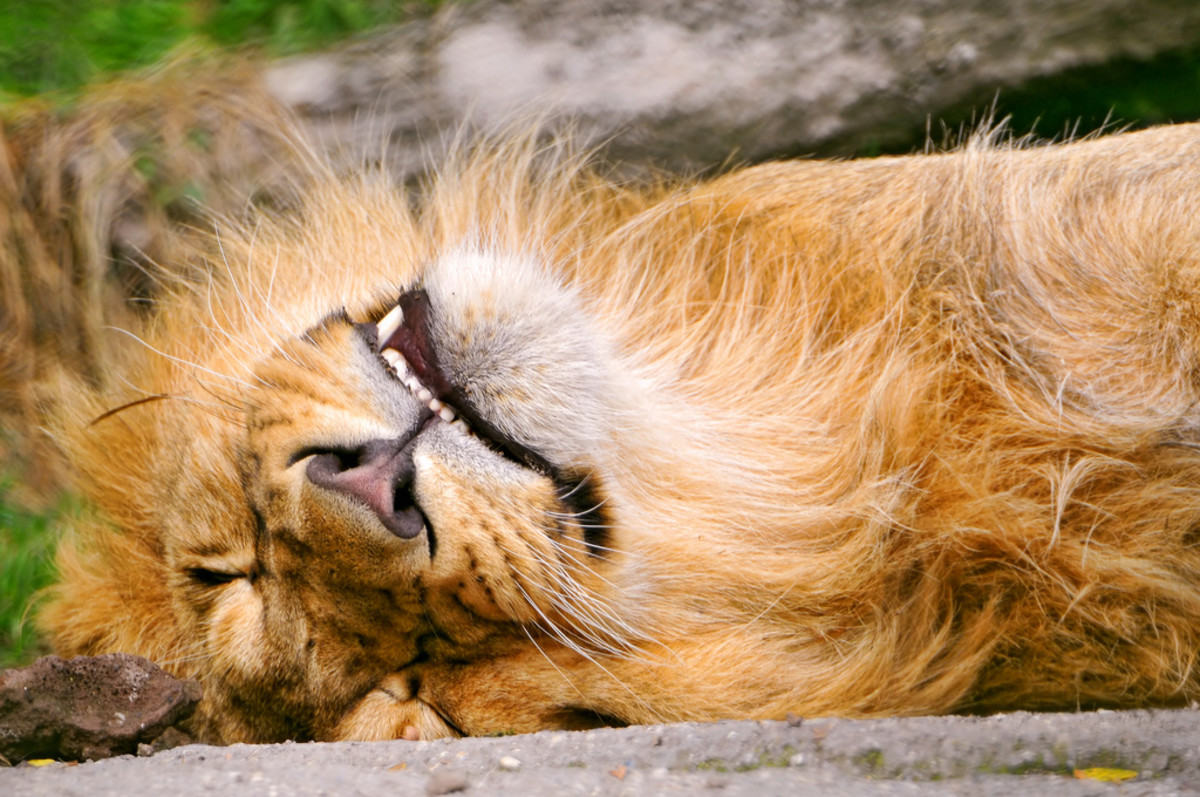 Lion napping at the Zurich Zoo