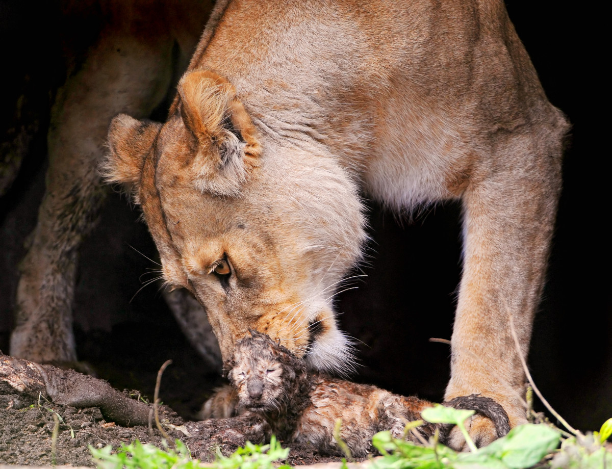 A lioness licks one of her newborn cubs at the Aalborg Zoo in Denmark