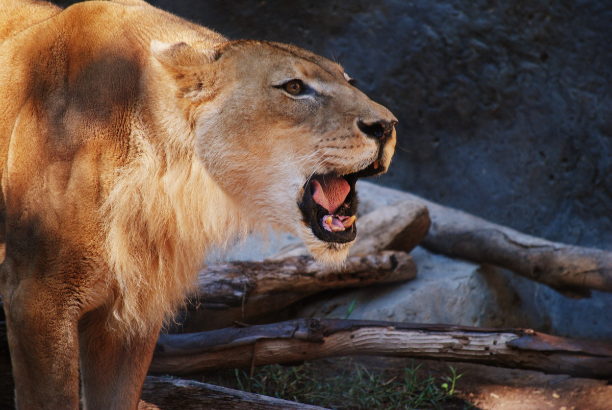 Lioness roaring at the San Diego Zoo