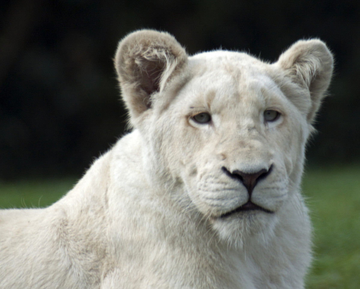 A white lioness