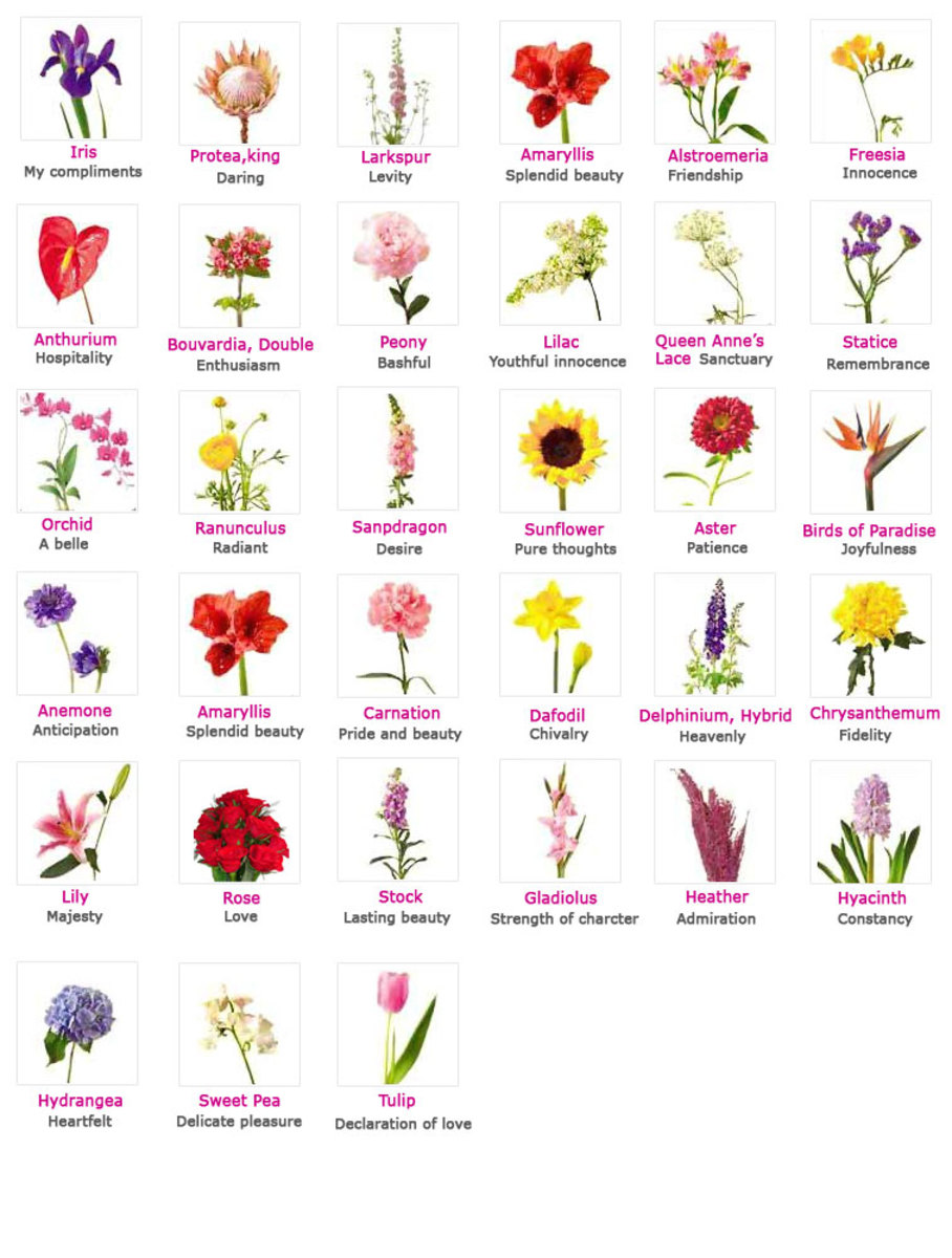 An overview of different flowers and their respective meanings